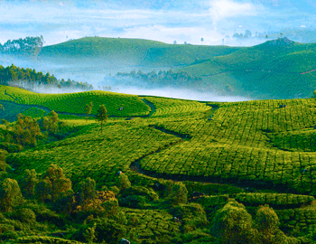 Cochin Munnar Tour Holiday Package